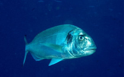 Dorada pescada en el Mediterráneo – guía de pesca