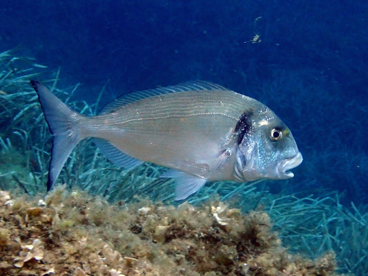 Cómo pescar doradas en el Mediterráneo: guía completa y equipo recomendado